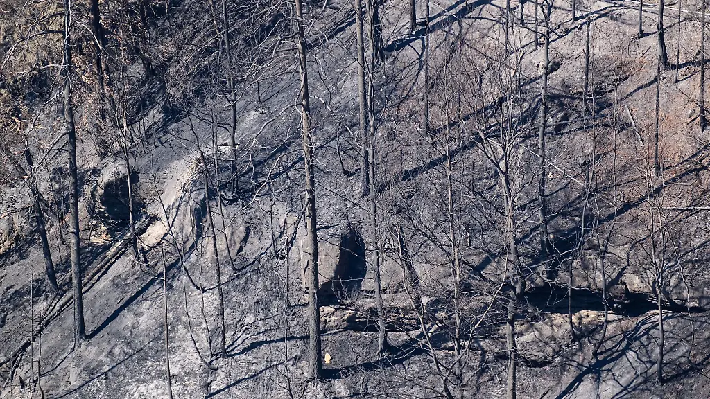 Blick-auf-verkohlte-Baeume-nach-einem-Waldbrand-im-Nationalpark-Saechsische-Schweiz