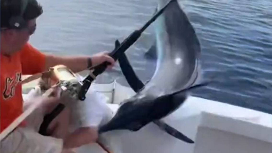 Speerfisch Angler.jpg