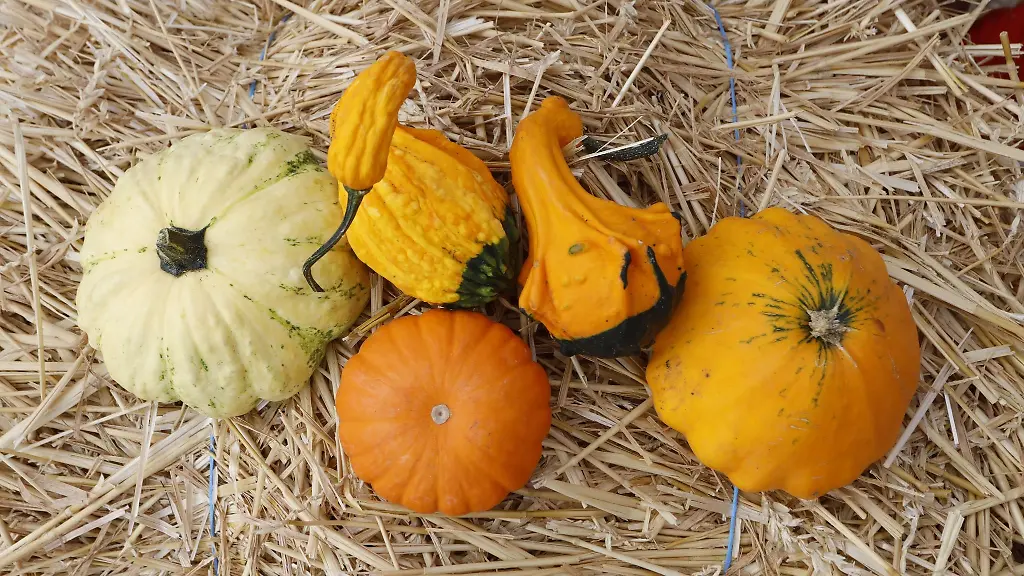 Zierkuerbisse-liegen-auf-einem-Strohballen