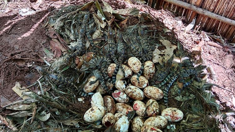 Siam-Krokodile werden bis zu vier Meter lang und leben ausschließlich in Süßgewässern.