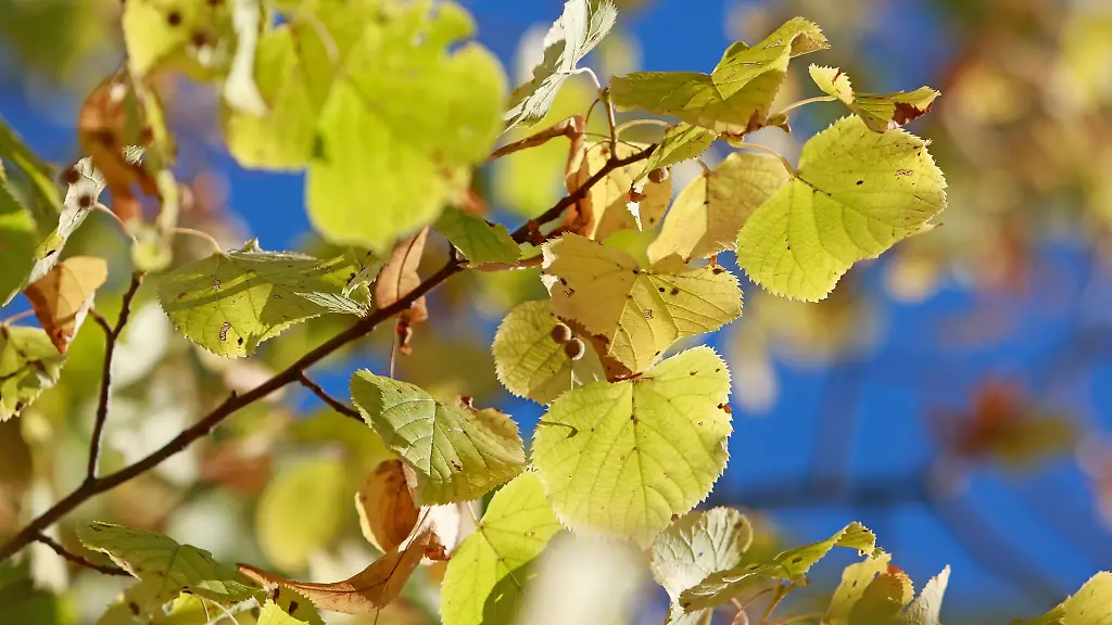 Schon-leicht-herbstlich-gefaerbt-sind-die-Blaetter-einer-Linde-am-Schlosspark-in-Ballenstedt