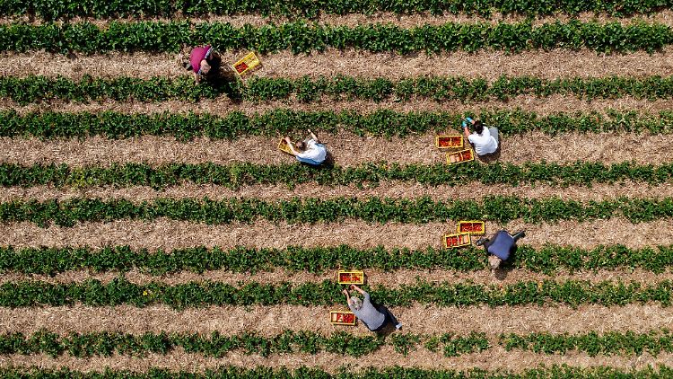 Landwirte können durch Direktvermarktung höhere Erzeugerpreise erwirtschaften. (Archivfoto)