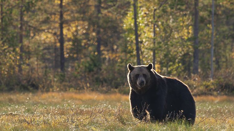 Neue Rufnummer um gefährliche Begegnung mit Bären melden zu können