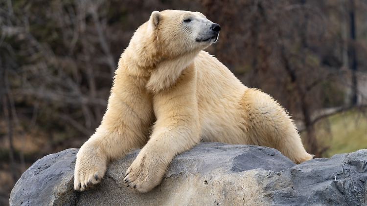 Die Mitarbeiter und Freiwilligen des Zoos sind zutiefst betrübt über Baffins tragischen Unfall.