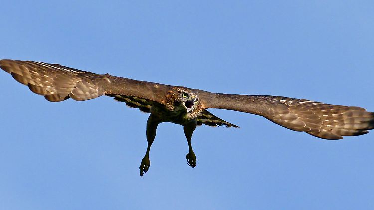 Ein junger Habicht fliegt in Berlin mit ausgebreiteten Schwingen.