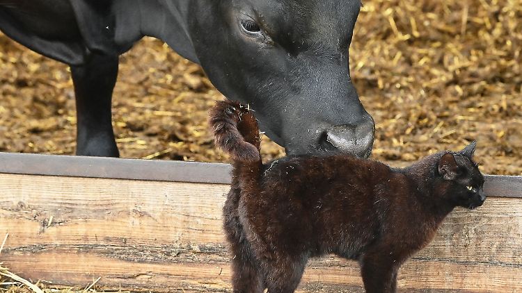 In den USA grassiert bei Milchkühen die Vogelgrippe - nun wurden die Viren bei Katzen in Farmen nachgewiesen.