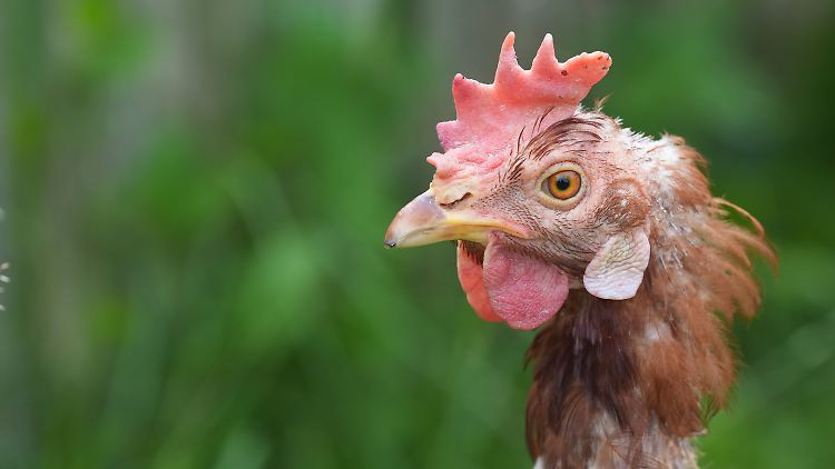 Die Tiere stammen aus der Massentierhaltung.