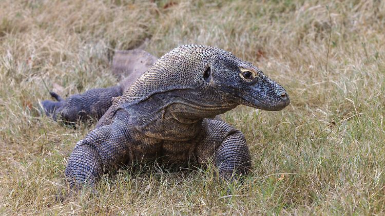 Ein Komodowaran in einem Zoo in den USA.