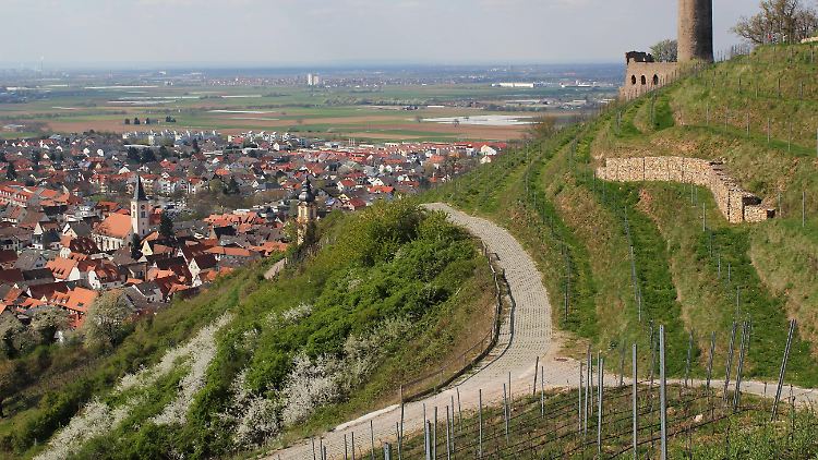 Stanišić, der einen Teil seiner Jugend in den Weinbergen um Heidelberg verbrachte, setzt sich in seinem neuen Buch mit den Kreuzungen des Lebens auseinander.