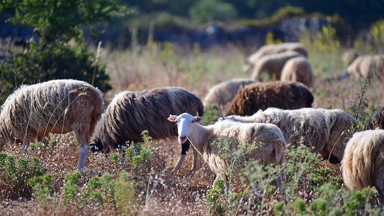 Nach Angaben von Behörden und Landwirten wurde die Seuche wahrscheinlich durch importiertes Vieh ins Land gebracht.