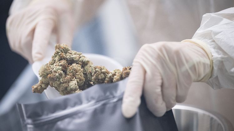 "Schnell handeln" will Merz beim Thema Cannabis, sollte die Union an die Macht kommen.