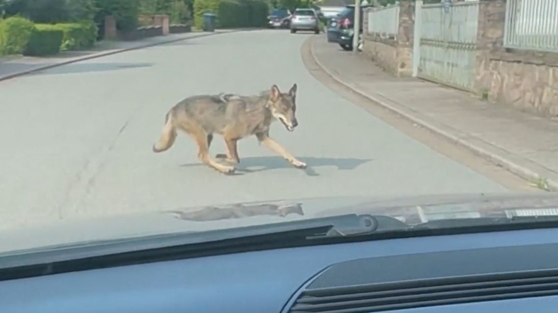 wolf.JPG