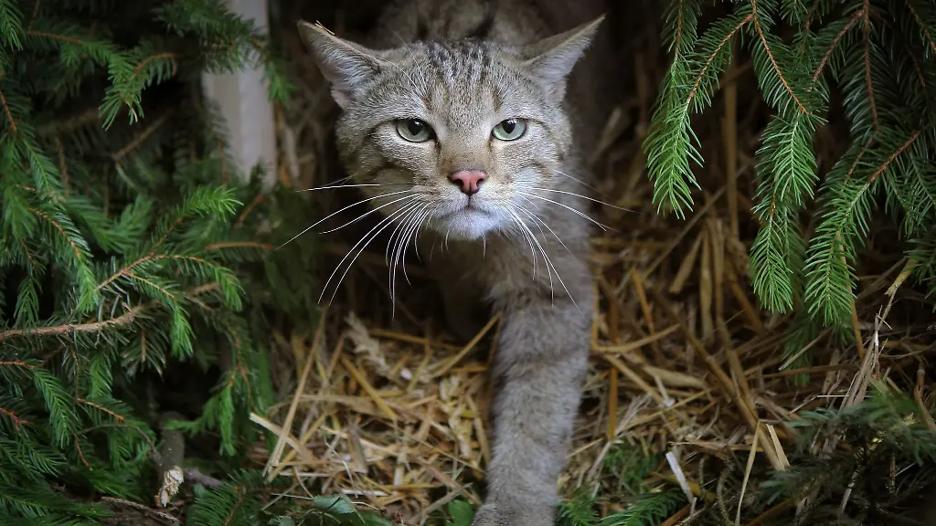 Eine-Wildkatze-in-einem-Wald