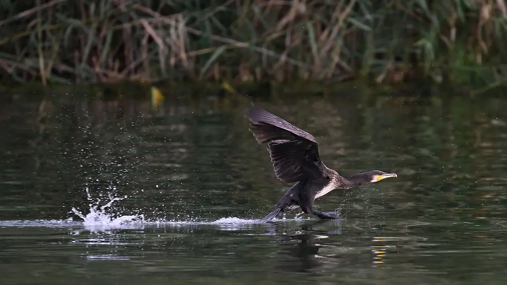 Ein-Kormoran