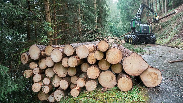 Das Team "Borkenkäfer-Taskforce" sucht und markiert vom Borkenkäfer befallene Fichten in Bayern und lässt diese aus dem Wald entfernen, um weiteren Befall zu verhindern.
