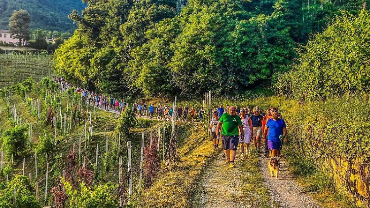 Seit Sommerbeginn spaziert Luciano Fregonese durch die Weinberge in Valdobbiadene gemeinsam mit zahlreichen Bürgern.