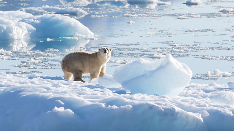 Der Eisbär wurde nach dem Angriff auf den Forscher erschossen. (Bild: Archiv)