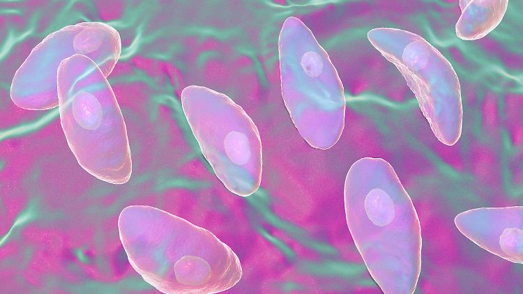 Die Grafik zeigt Toxoplasma gondii.
