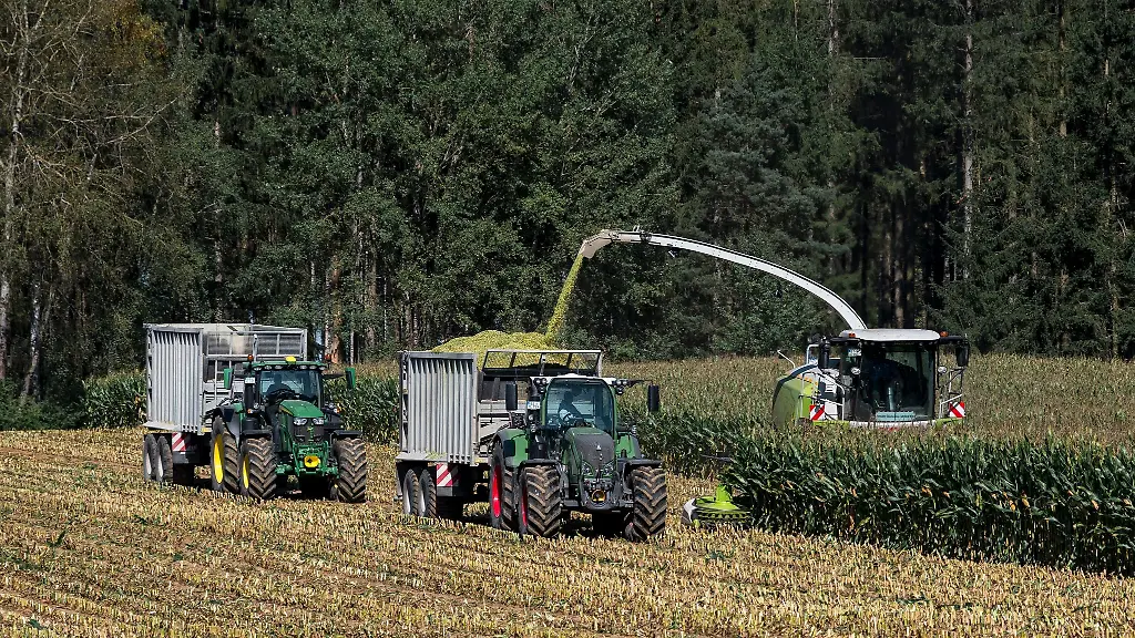 Ein-Feldhaecksler-haeckselt-Mais-auf-einem-Feld-und-befoerdert-diesen-in-einen-Transportwagen