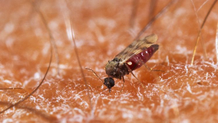 Übertragen wird das Oropouche-Virus vor allem durch spezielle Stechmücken, die es jedoch in Europa nicht gebe, so das RKI.