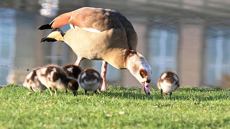 Nilgänse von den Badestellen der Menschen fernzuhalten, ist gar nicht so einfach.