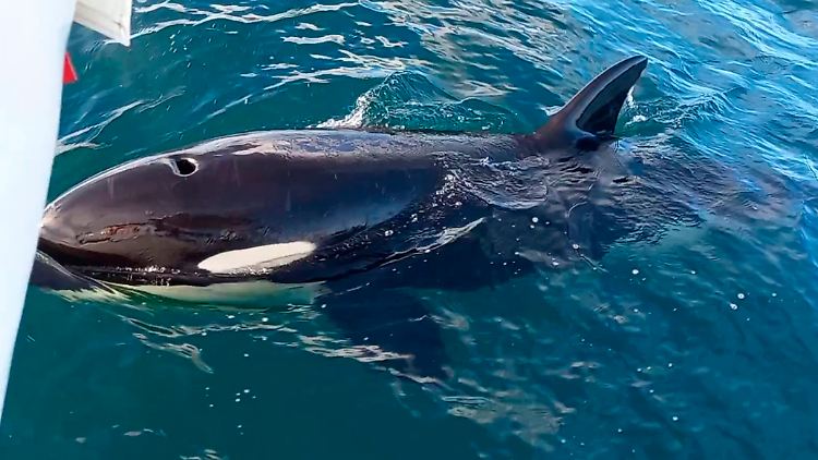 Orcas sind intelligente Tiere.