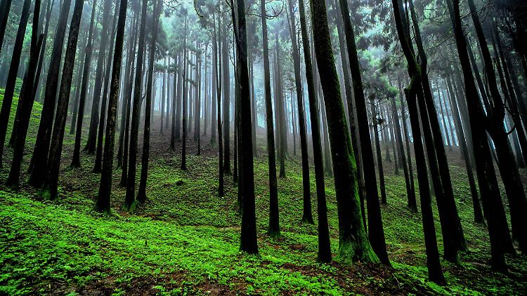 Die Frau war in einem Wald im Bundesstaat Maharashtra angekettet.