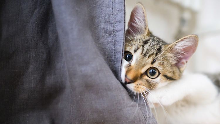 Wenn Katzen schnurren, fühlen sie sich wohl? Nicht immer.