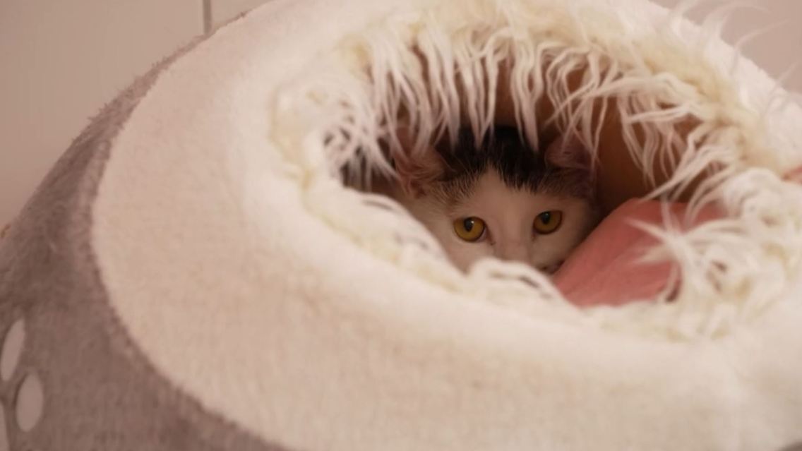 katze.JPG
