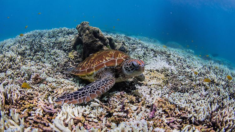 Wegen deutlich erhöhter Wassertemperaturen ist  beim Great Barrier Reef die fünfte Massenbleiche von Korallen innerhalb von nur acht Jahren im März 2024 offiziell bestätigt worden.