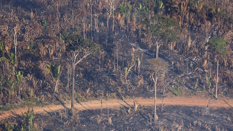 Zwischen August 2023 und Juli 2024 wurde der brasilianische Amazonas um 4315 Quadratkilometer entwaldet.
