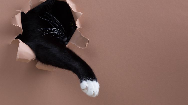 Tierhalter können relativ einfach herausfinden, ob ihr Liebling ein Rechts- oder Linkspfoter ist. 