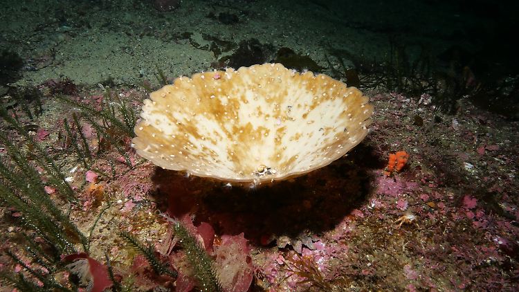 Ein ausgebleichter Meeresschwamm Cymbastela lamellata vor der Küste Neuseelands.