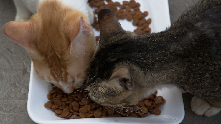 Futterautomaten unterstützen bei der tiergerechneten Fütterung von Hund, Katze und Co.