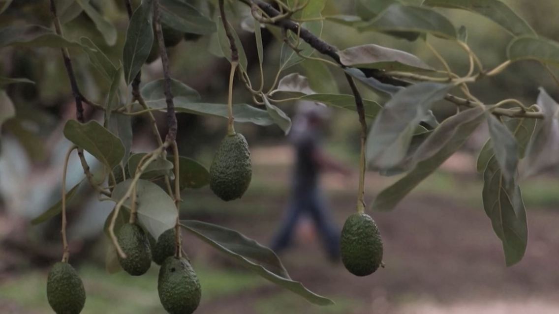 avocados.JPG
