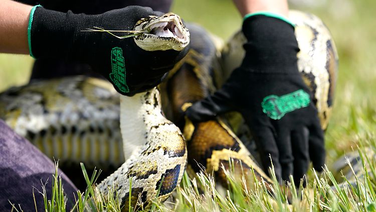 In diesem Jahr haben sich 600 Menschen bei der zehntägigen "Florida Python Challenge" angemeldet. 