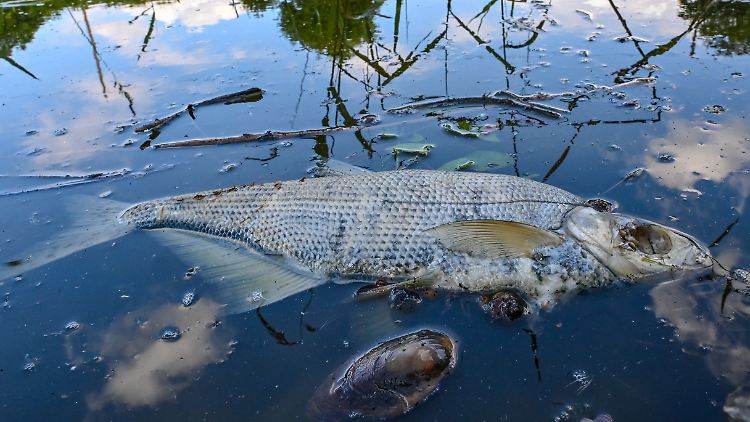 Immer wieder werden massenweise tote Fische in und um die Oder geborgen. (Archivbild)
