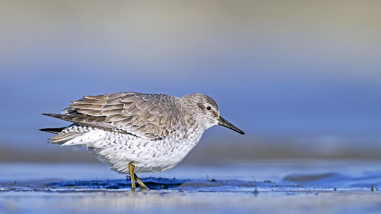 Im Watt sucht der Knutt, auch Knuttstrandläufer genannt, zum Beispiel nach Muscheln und Schnecken.