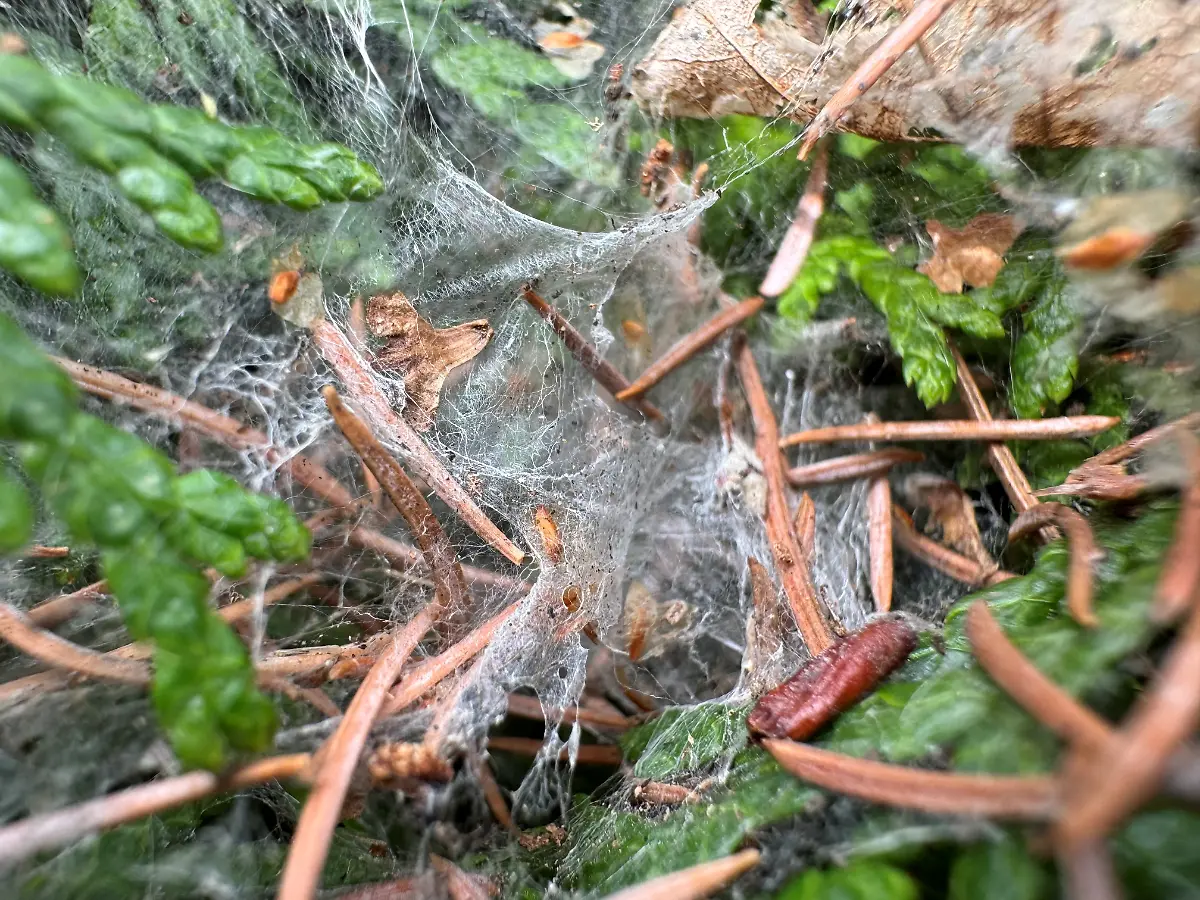 Spinnwebe
