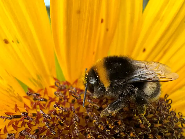 Sonnenblume-Hummel