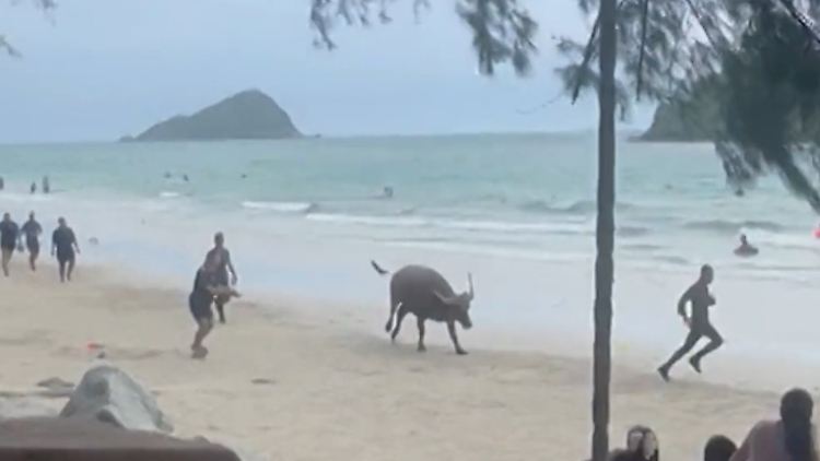 Büffel Thailand Strand.jpg