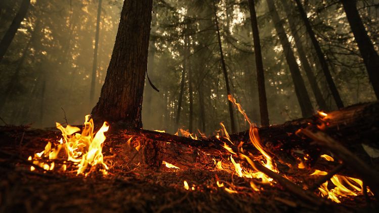 Waldbrand 2023 in der Nähe des kanadischen Scotch Creek, B.C.