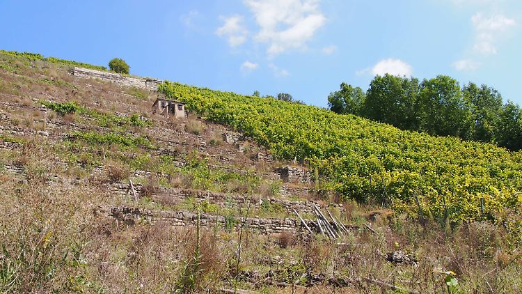 Viele Weinberge in Baden-Württemberg verwildern, verfallen, liegen brach.