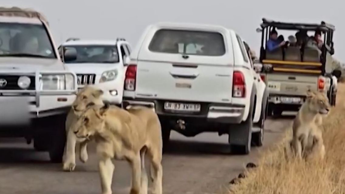 Kruger Nationalpark.JPG