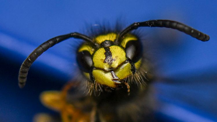 Für Allergikerinnen und Allergiker sind Begegnungen mit Wespen lebensgefährlich.