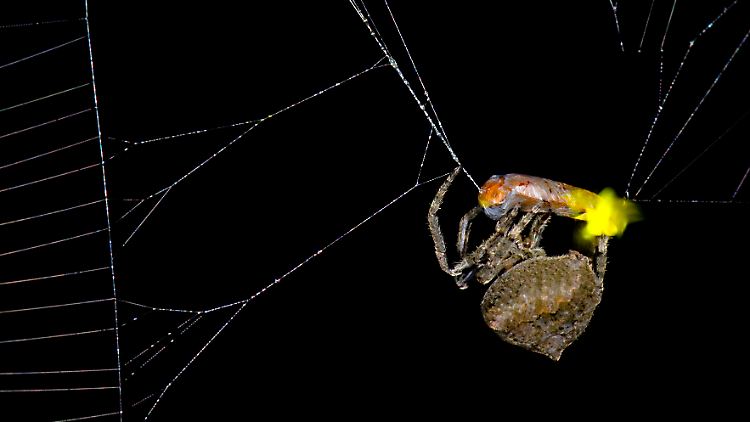Die Spinne (Araneus ventricosus) setzt ein männliches Glühwürmchen (Abscondita terminalis) fest. 