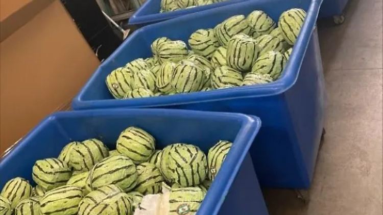 Mehr als tausend Meth-Pakete verstecken sich in diesen Wassermelonen aus Papier.