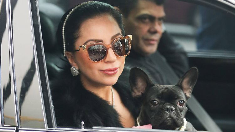 Lady Gaga - hier auf einem Foto von 2014 - hat schon seit Jahren ein Faible für Bulldoggen.