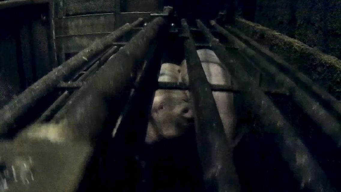 Schweine Schlachtung CO2.jpg
