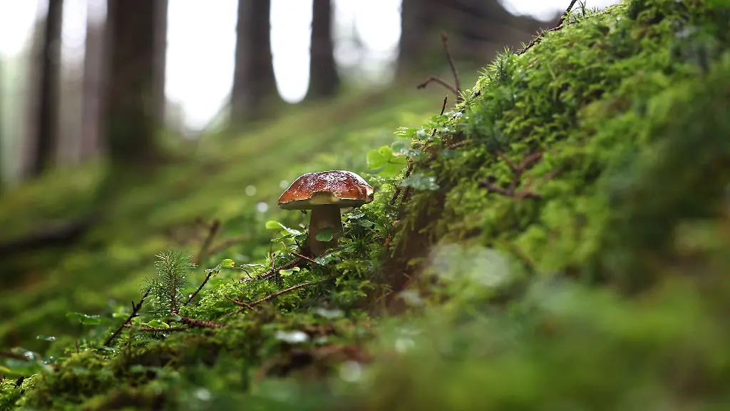 Ein-Steinpilz-steht-in-einem-Wald-auf-moosigem-Boden